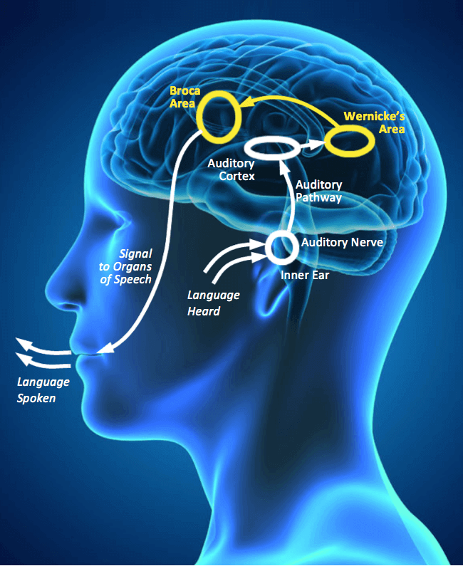 cognitive processing disorder in adults